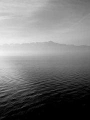 The Favorite Concubi