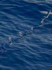 My pets are all amaz