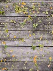 Professor Yan is goi