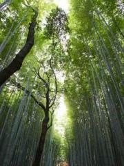 The Best Little Body