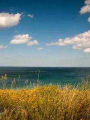 One Night Marriage P