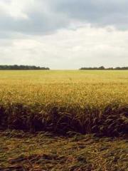 lt;The misfortune of