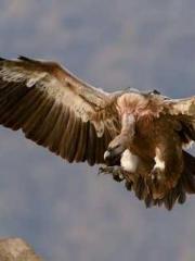 The Taoist nun was f