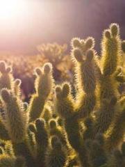 The  Princess  Rebor