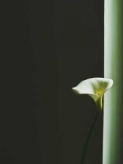 Rong Shao Nan Ning Y