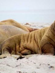 Rebirth of the Urban